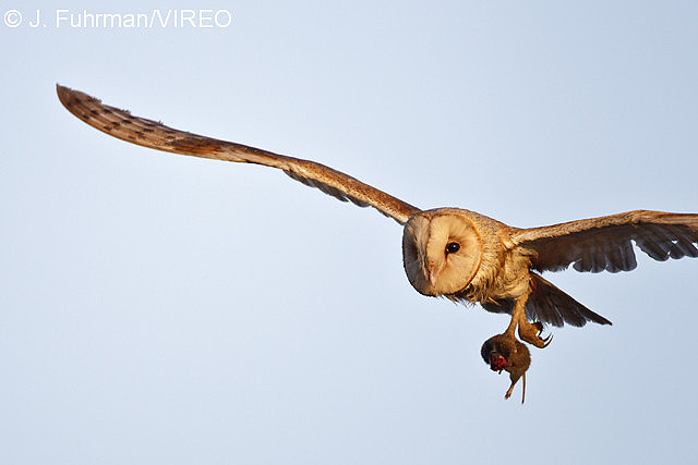 Barn Owl