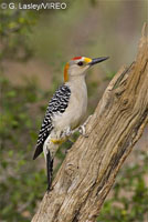 Golden-fronted_Woodpecker_l07-45-076