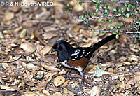 Spotted_Towhee_b13-35-035