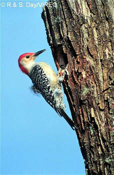 Red-bellied_Woodpecker