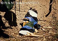 Blue-winged Pitta