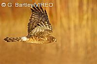 Northern Harrier