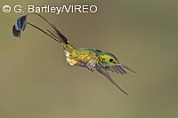Booted Rackettail
