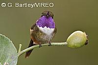 Purple-throated Woodstar