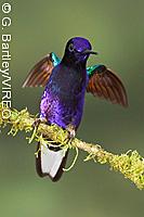 Velvet-purple Coronet