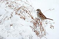 White-throated Sparrow