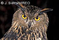 Northern Eagle-Owl