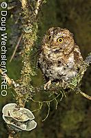 Mindanao Scops-Owl