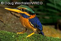 Rufous-collared Kingfisher