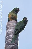 Golden-plumed Parakeet