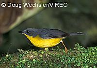 Gray-and-gold Warbler