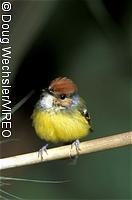 Rufous-crowned Tody-Tyrant