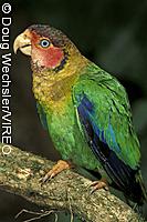Rose-faced Parrot