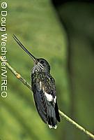 Tooth-billed Hummingbird
