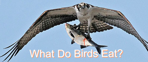 what birds eat