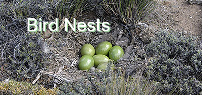 bird_nests