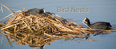 bird_nests